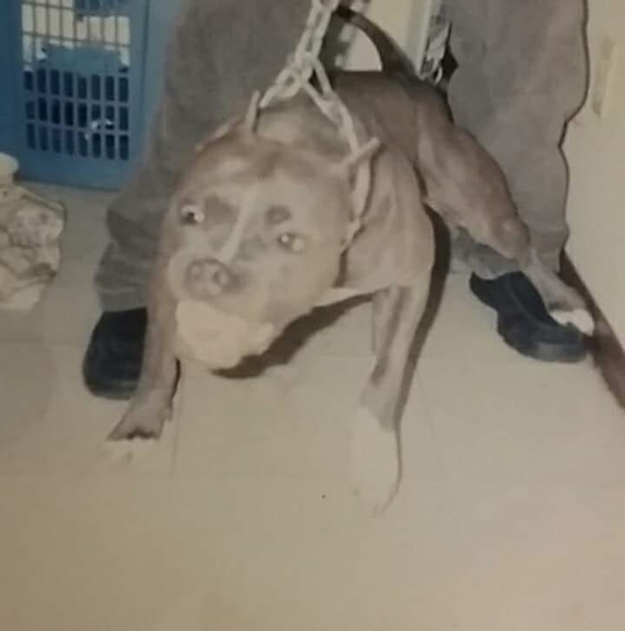 bullyman206